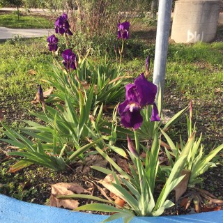 Christmas 2016 Elmwood Jail