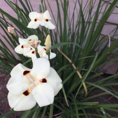 May 4, 2017 Yellow and brown African Iris starting summer bloom in SiliconValley FlowerReport