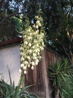 May 10, 2017 Yucca shoots up tall spires of creamy white flowers SiliconValley FlowerReport