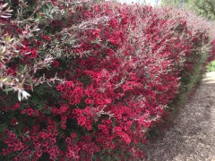 May 11, 2017 Dark pink tea tree hedge in full bloom - Leptospermum from NewZealand - in Emerald Hills, CA FlowerReport