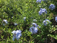 May 17, 2017 Ice blue flowers on plumbago vine - covering fence to ten feet SiliconValley FlowerReport