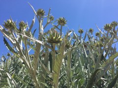 May 20, 2017 Flowers almost open on artichokes: 2 meters tall (over six feet), on 3 Creeks Trail SiliconValley FlowerReport