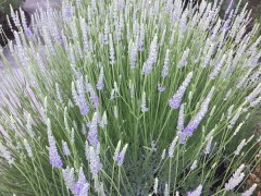 May 21, 2017 Lavender spears: just opening their purple blooms on long green stems SiliconValley FlowerReport