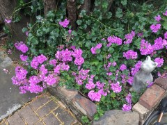 May 28, 2017 Violet geraniums have sprawled over a corner, all from a 4