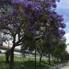May 29, 2017 Lovely brilliantly purple Jacaranda trees (Bignoniaceae) at Tamien Caltrain station SiliconValley FlowerReport