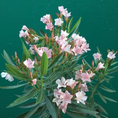 June 1, 2017 Pink and very poisonous oleander blossoms SiliconValley FlowerReport
