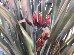 June 2, 2017 Red yellow and brown flax blooms on tall spires SiliconValley FlowerReport