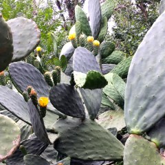 8 June 2017 Prickly pear cactus (Opuntia) has started opening its summer-long yellow blooms - to be followed by red fruit SiliconValley FlowerReport