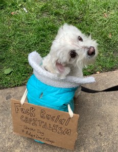 Protest dog, Oakland, Martin Luther King Day, 20 Jan 2020