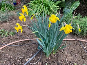 Daffodils, San Jose, California, 29 Jan 2020