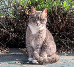 Princess Cat, 29 January 2020