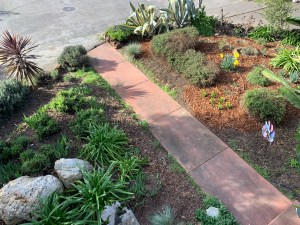 Willow Glen Front Garden, San Jose, California 4 Feb 2020