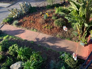 Willow Glen Front Garden, San Jose, California 9 Feb 2020