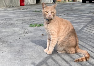 Charlie cat April 2020