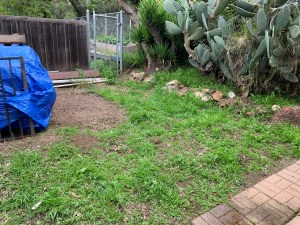 Katy DIckinson San Jose backyard April 2020