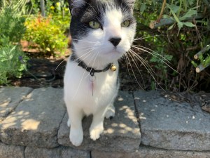 Ketchup cat April 2020