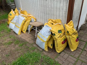 Katy DIckinson San Jose backyard April 2020