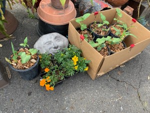 Katy DIckinson San Jose backyard April 2020