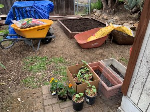 Katy DIckinson San Jose backyard April 2020