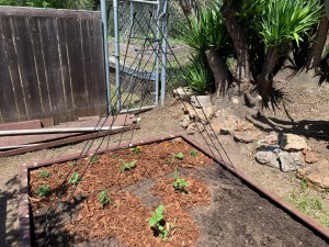 Katy DIckinson San Jose backyard April 2020