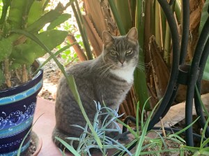 Princess cat April 2020