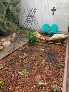 Katy DIckinson San Jose backyard April 2020