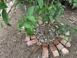 lemon tree - Katy DIckinson San Jose backyard April 2020