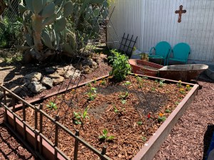 Katy DIckinson San Jose backyard 22 April 2020