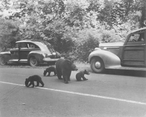 1940 three bear cubs, Smokey Mountains TN