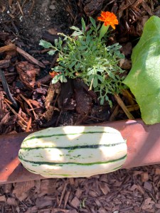 Katy Dickinson delicata squash San Jose CA June 2020