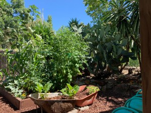 Katy Dickinson micro farm San Jose CA June 2020