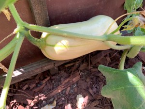 Katy Dickinson delicata squash San Jose CA June 2020