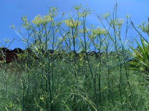 Katy Dickinson fennel San Jose CA June 2020