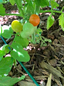 Katy Dickinson cherry tomatoes San Jose CA June 2020