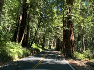 near Big Basin Redwoods State Park, 3 July 2020