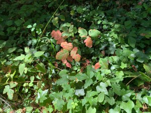 Poison Oak, Santa Cruz county, July 2020