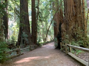 Henry Cowell Redwoods State Park, 5 July 2020
