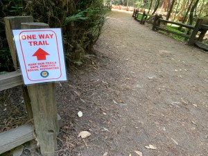Henry Cowell Redwoods State Park, 5 July 2020