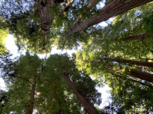 Henry Cowell Redwoods State Park, 5 July 2020