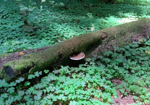 Henry Cowell Redwoods State Park, 5 July 2020