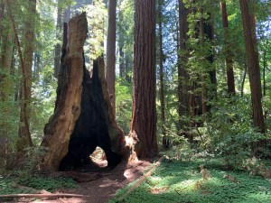 Henry Cowell Redwoods State Park, 5 July 2020