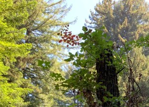 Poison Oak Santa Cruz area July 2020