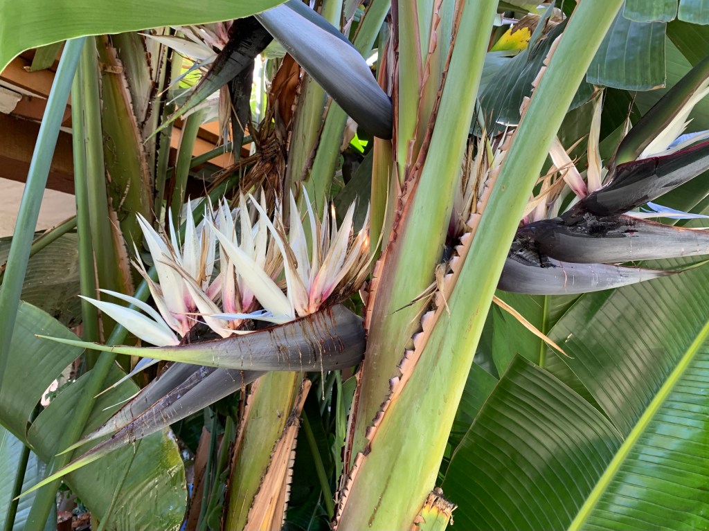 Strelitzia nicolai, giant white bird of paradise, San Jose CA, June 2021