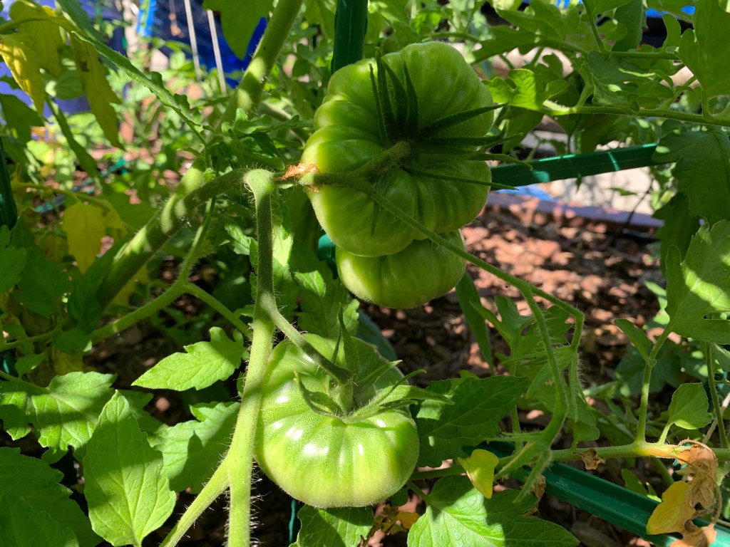 First tomatoes, San Jose CA, June 2021