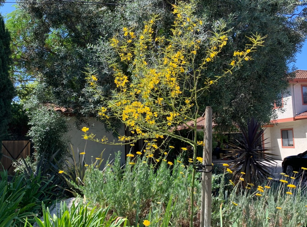 Cercidium Floridum, Desert Palo Verde, Parkinsonia Florida, San Jose CA, June 2021