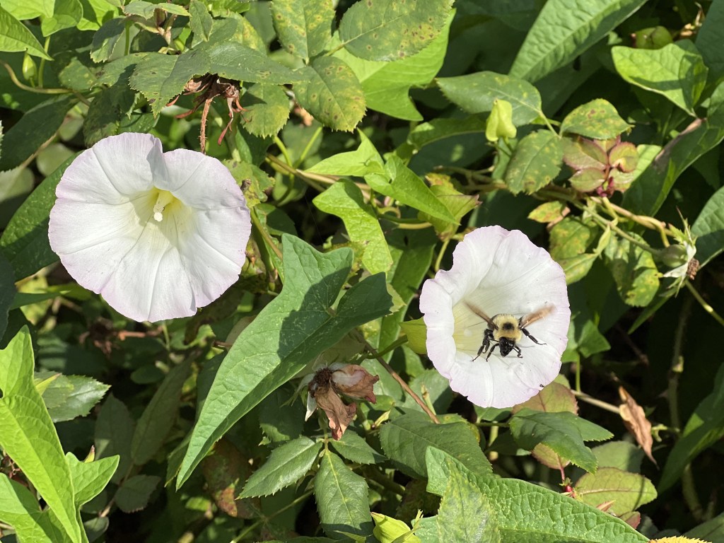 Bumble bee on morning glory flower, Baltimore, 10 July 2022