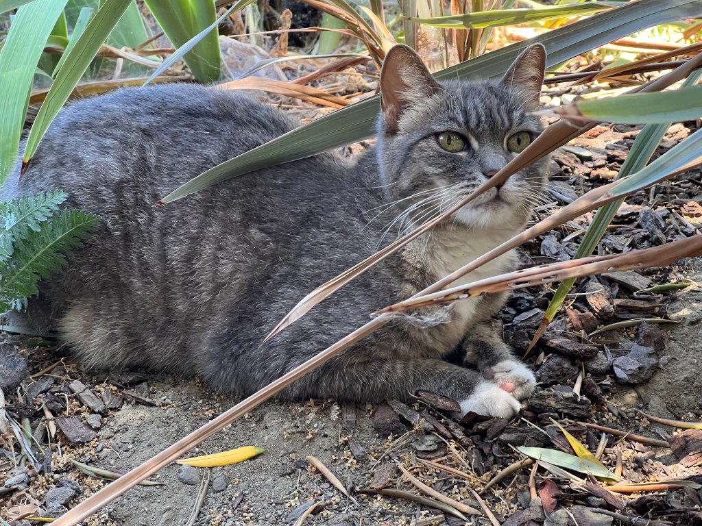 Princess the cat, July 2022