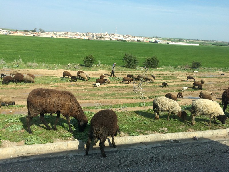 Sheep on the road, Tunisia 2015