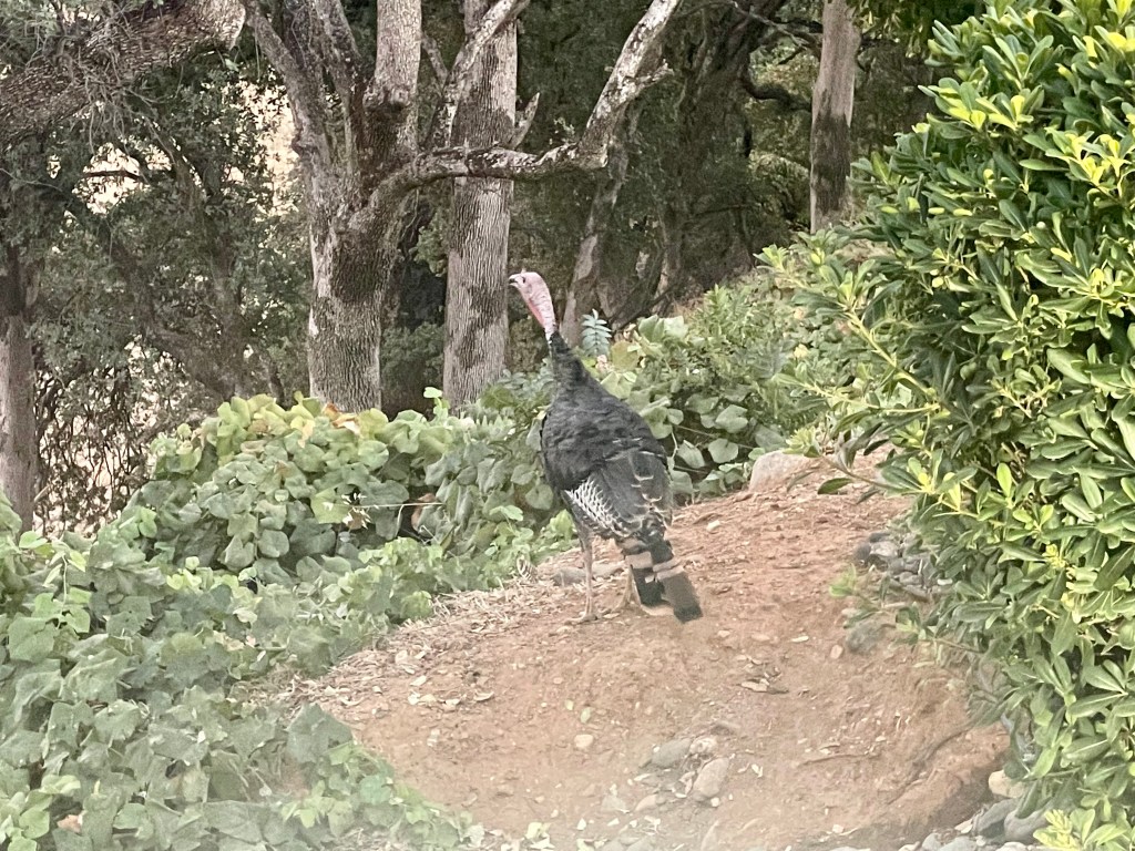 Wild Turkey, Red Bluff, California, August 2022