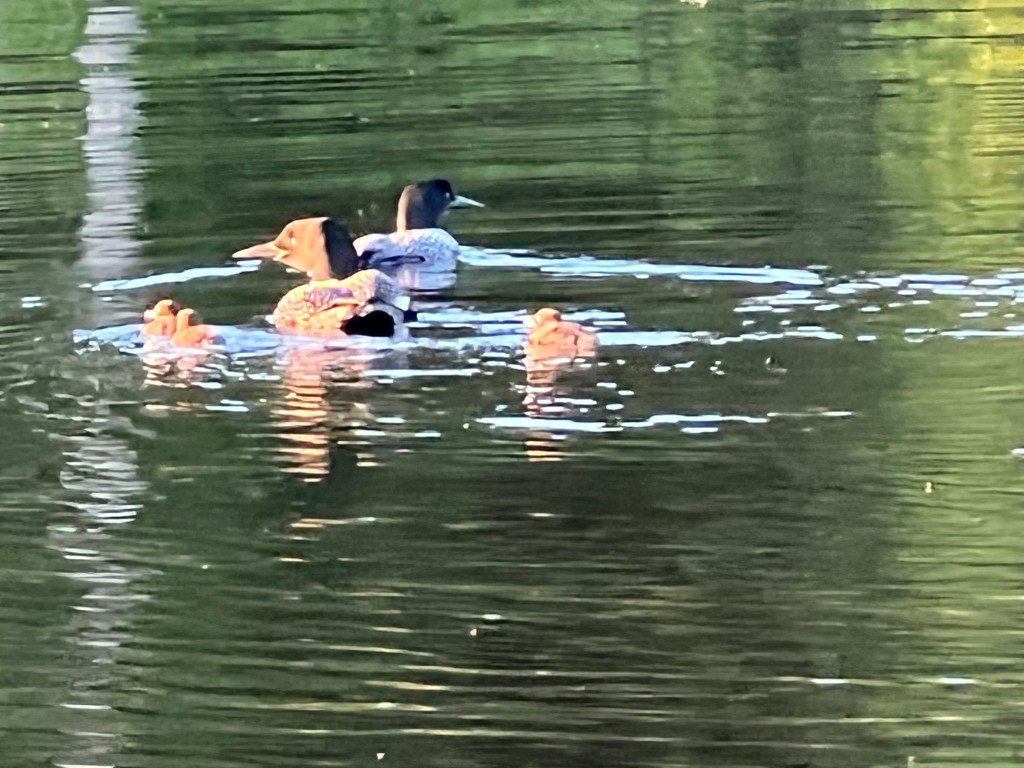 Loon family, Loon Lake, Wisconsin June 2022